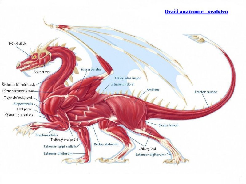 Zv tka DRACI Draci